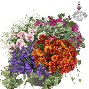 Bild von HP30 XXL Mix 13